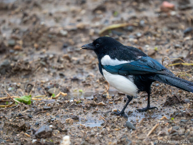 Garsa (Pica pica). Natura Singular