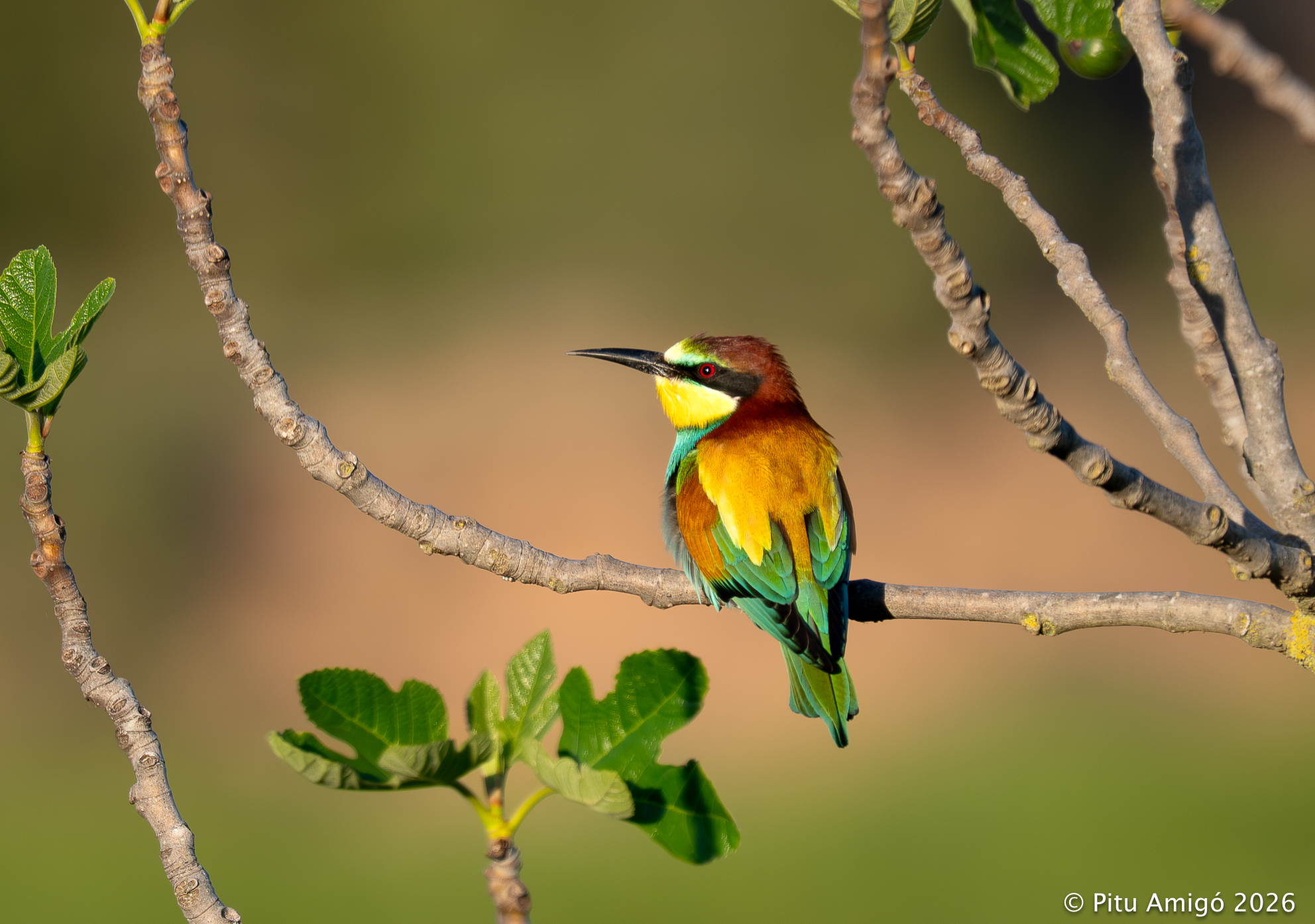 Abellerol (Merops apiaster). Fauna de la Conca. Natura Singular.