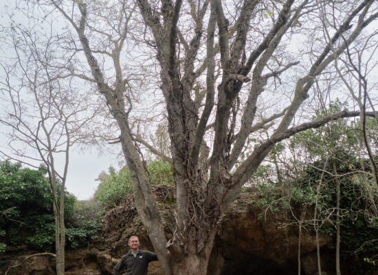 El lledoner de la Font de l'Heura (Celtis australis). L'Espluga de Francolí. Arbres Singulars.