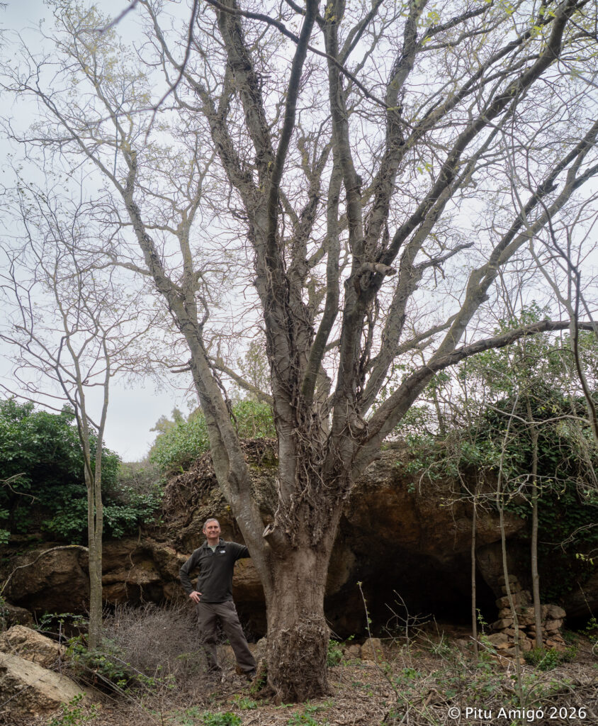 El lledoner de la Font de l'Heura (Celtis australis). L'Espluga de Francolí. Arbres Singulars.