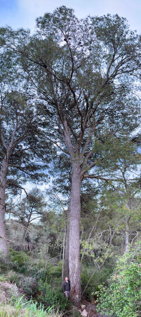 El Pi del Sot (Pinus halepensis), l'Espluga de Francolí. Arbres Singulars
