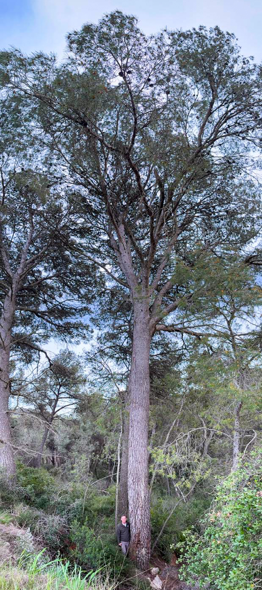 El Pi del Sot (Pinus halepensis), l'Espluga de Francolí. Arbres Singulars
