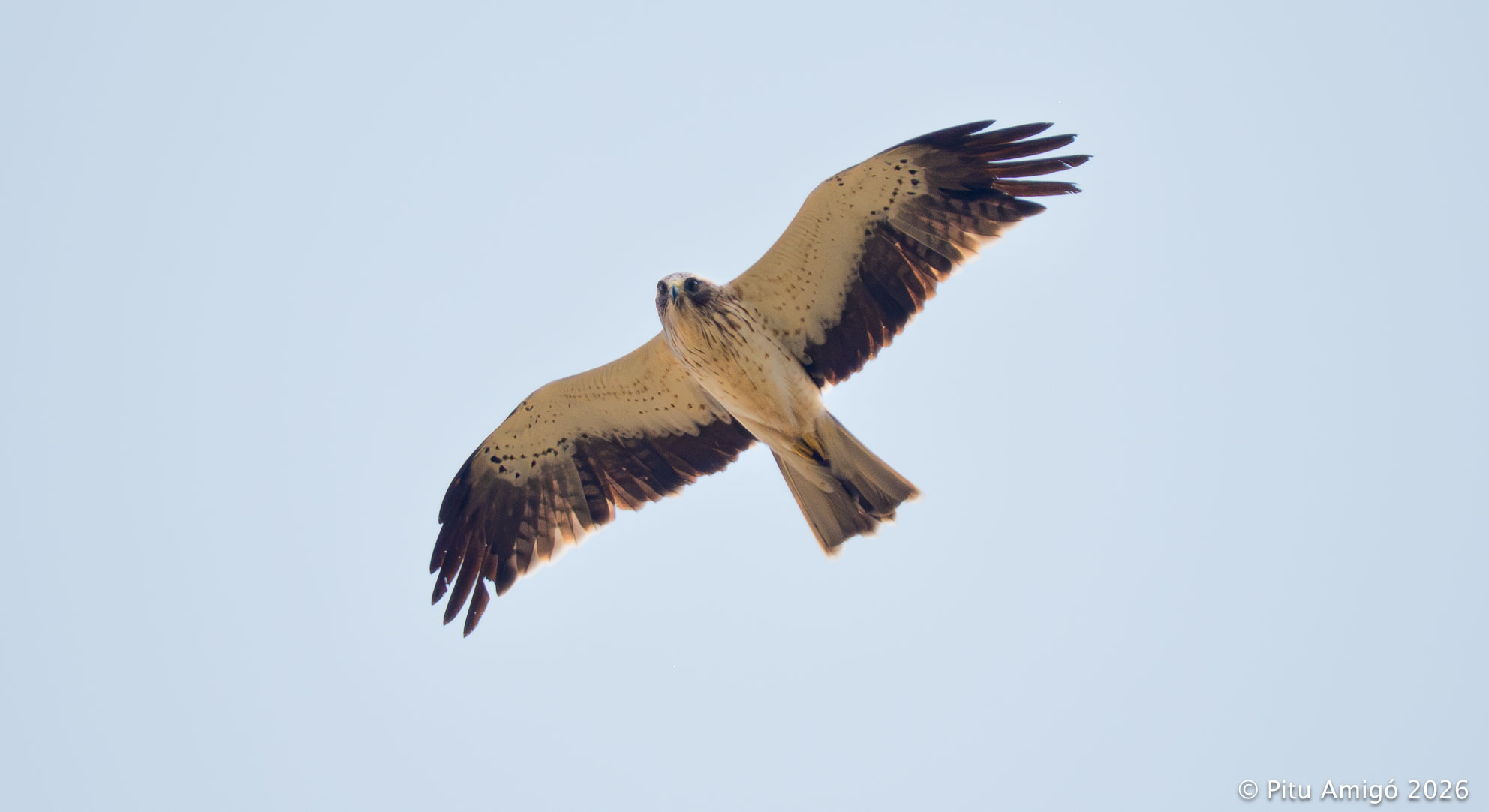 Àguila calçada (Hieraaetus pennatus). Natura Singular.